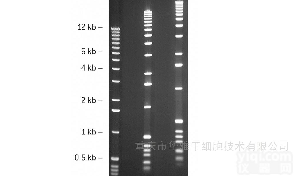 50070  LONZA龙沙 <em>SeaKem</em> GTG<em>琼脂</em>糖，125g/瓶