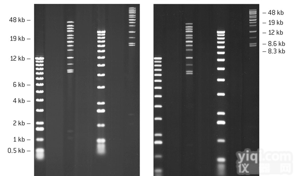 50150  LONZA  <em>SeaKem</em> 金<em>琼脂</em>糖 凝胶电泳 125g/瓶