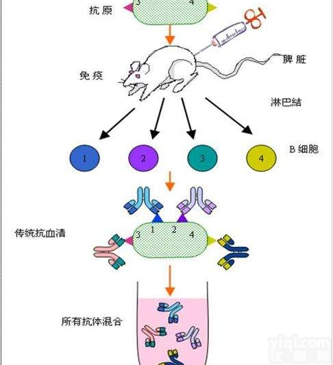 多抗定制  <em>多克隆抗体定制</em>