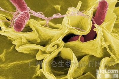 咽拭子  <em>呼吸道</em>病原体胶体金<em>检测卡</em>（快检法）