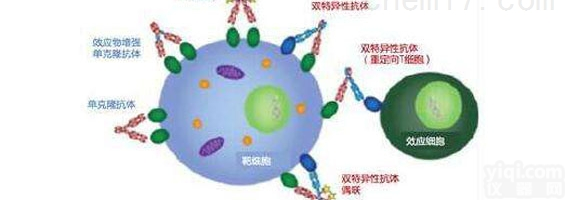 抗体定制  抗体药物<em>定制开发</em>