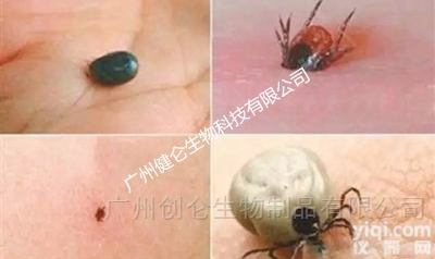 恙螨诊断  focus快速<em>检测卡</em>（igg、igm<em>抗体</em>）