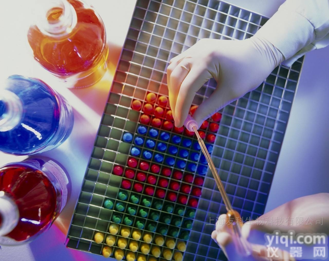 yksp-1005  表达<em>质粒</em>-<em>抗体</em>（抗原亲和纯化）