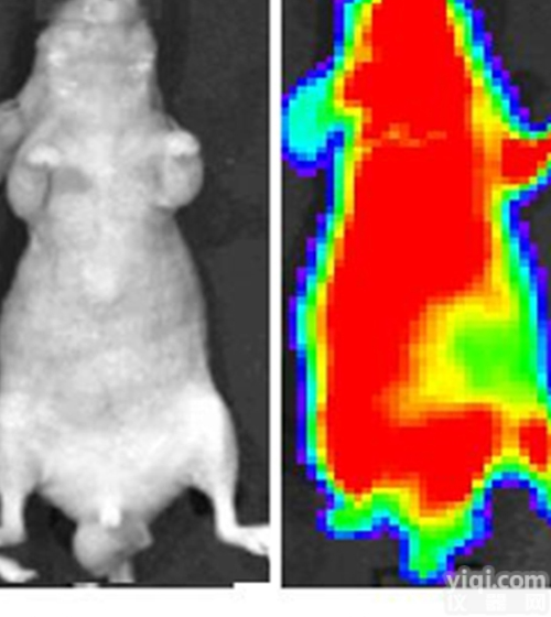 Flamma NIR Flour  <em>近红外</em>荧光<em>染料</em>