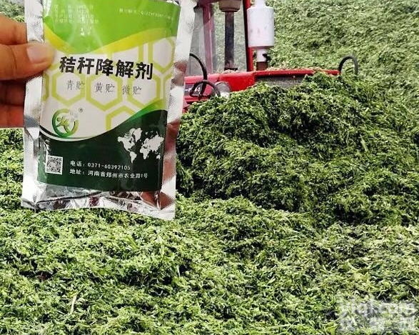 稻草青储保存<em>饲料</em>喂<em>牛羊</em>