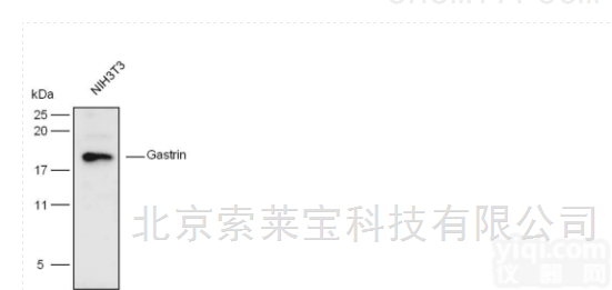 K106870P  Anti-<em>Gastrin</em> <em>Polyclonal</em> <em>Antibody</em>