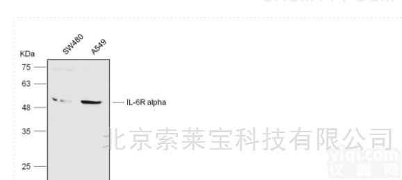K106877P  Anti-IL-6R alpha <em>Polyclonal</em> <em>Antibod</em>...