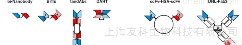 YKSP-1015  小分子<em>化合物</em>- <em>抗体</em>（ProteinA <em>纯化</em>）