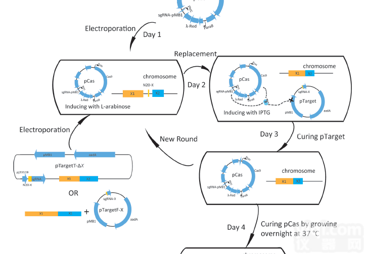 大肠杆菌CRISPR Cas9基因编辑<em>质粒</em><em>载体</em><em>套装</em>