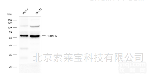 K000355P  Anti-HNRNPK <em>Polyclonal</em> <em>Antibody</em>