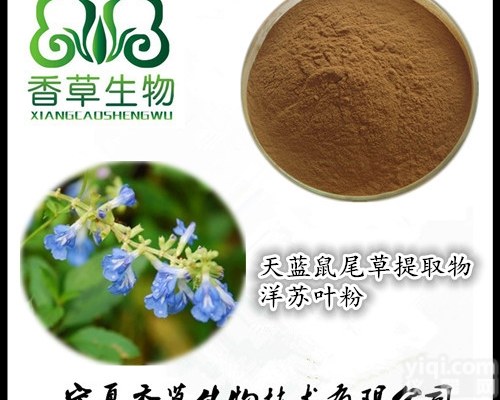 洋苏叶粉  天蓝<em>鼠尾草</em><em>提取物</em> 洋苏叶粉130目