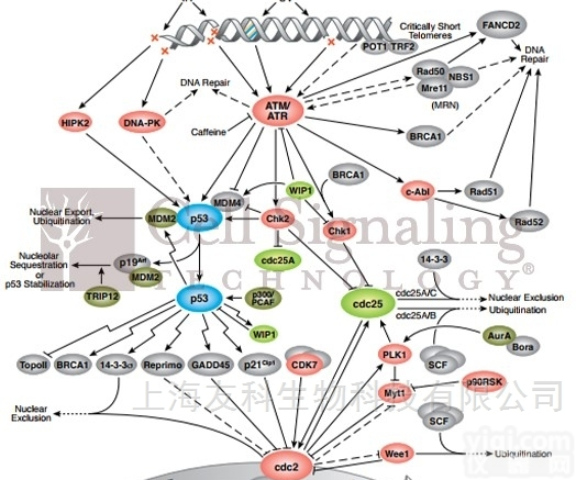 ADA  抗独特型<em>抗体</em>（ADA）（兔多<em>克隆</em><em>抗体</em>）