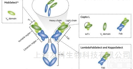 YKSO-003  抗体<em>纯化</em>（抗原<em>亲和</em><em>纯化</em>法）