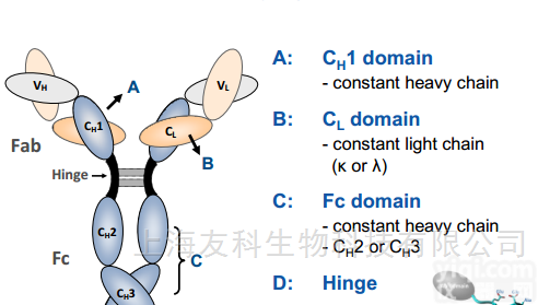 ADA  抗独特型<em>抗体</em>（ADA）（鼠<em>单克隆</em><em>抗体</em>）