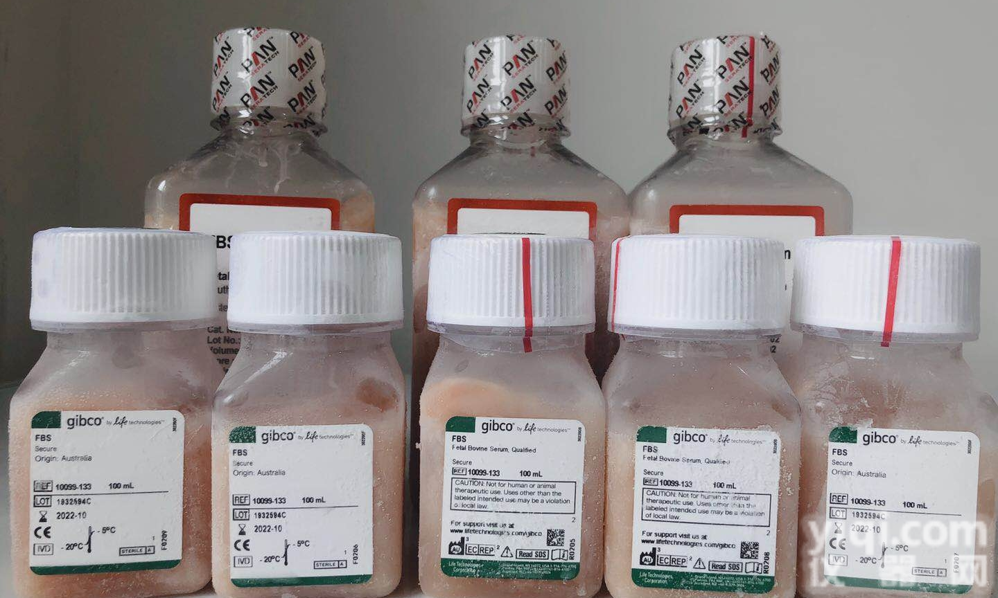 GIBCO（<em>澳洲</em>源）<em>10099</em>-133胎牛血清