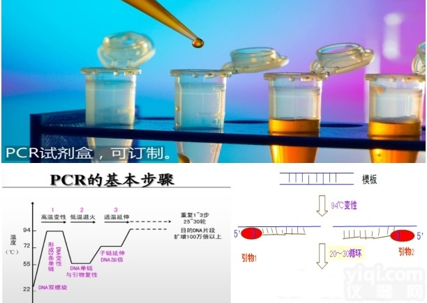 CP912722  牛<em>肾盂肾炎</em>棒<em>杆菌</em>PCR试剂免费代测