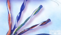 <em>数字通信用6类电缆</em>
