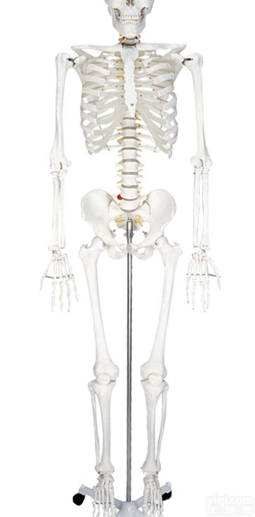 170CM人体<em>骨骼</em><em>模型</em>,男性全身<em>骨骼</em><em>模型</em>,全身骨架<em>模型</em>