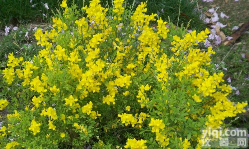 司<em>巴丁</em>，<em>鹰爪</em>豆碱