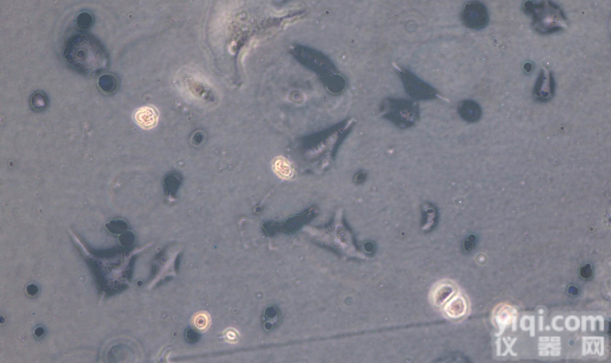 <em>COS</em>-1非洲绿猴SV40转化的肾<em>细胞株</em>