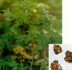 丹酚酸A/<em>丹参酮</em>IIA/<em>丹参酮</em>IIA-<em>磺酸钠</em>/二氢<em>丹参酮</em>I//