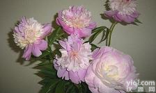 <em>五味子</em>甲/<em>五味子</em>乙素/<em>五味子</em>醇甲/<em>五味子</em>酯乙/<em>五味子</em>酯甲//