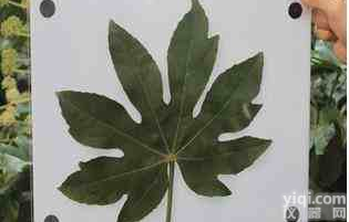 多<em>用途</em>叶面积仪(叶面积、病斑、虫损、冠层<em>分析</em>、叶色分档<em>分析</em>)