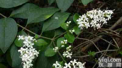 脱水穿心莲内酯/<em>茶碱</em>//阿魏酸乙酯/D(十)-<em>无水</em>葡萄糖