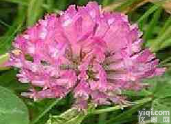 红<em>车轴</em>草<em>提取物</em>8%，红<em>车轴</em>草<em>提取物</em>20%-40%