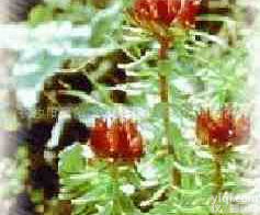 <em>红景天</em><em>提取物</em>，<em>红景天</em>甙，洛塞维