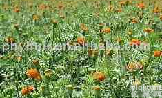 长沙惠瑞供应<em>万寿</em>菊<em>提取物</em>-叶黄素