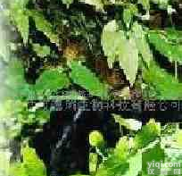 长沙市惠瑞生物供应淫羊藿<em>提取物</em>-淫羊藿甙