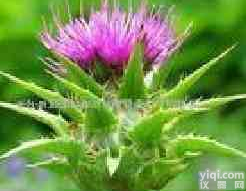 长沙惠瑞供应<em>水飞蓟</em>提取物，<em>水飞蓟</em>素，<em>水飞蓟</em>宾