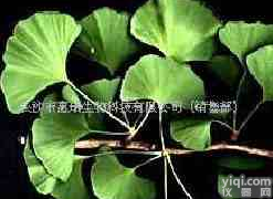 长沙市惠瑞银杏叶<em>提取物</em>，银杏<em>黄酮</em>，银杏内酯