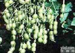 长沙市惠瑞生物供应槐角<em>提取</em>物-<em>染料</em>木素