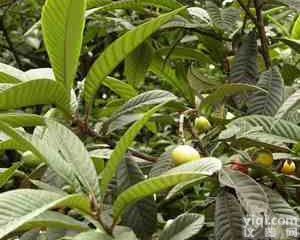 长沙市惠瑞生物供应<em>枇杷</em>叶<em>提取物</em> 科罗索酸