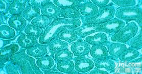 Anti-Nicastrin  <em>老年性痴呆</em><em>蛋白</em>APH2<em>抗体</em>