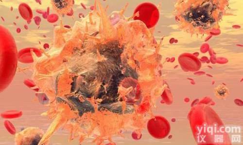 <em>Anti</em>-Msx2/Hox8  同源盒基因Msx2抗体