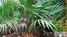 锯叶棕<em>提取物</em>Saw palmetto P.E.