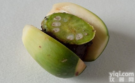 <em>槟榔提取物</em>