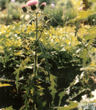 <em>大蓟</em><em>提取物</em>