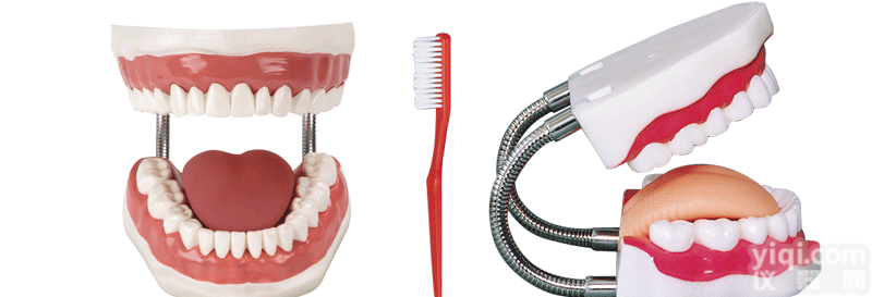 高级牙<em>保健</em><em>护理</em>模型，口腔<em>护理</em>模型