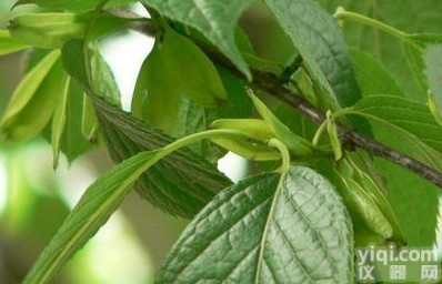 <em>人参</em>皂苷F1价格 <em>Ginsenoside</em> F1 <em>53963</em>-43-2