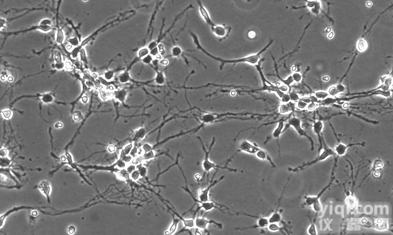 <em>小鼠</em><em>海马</em>趾<em>神经元</em>