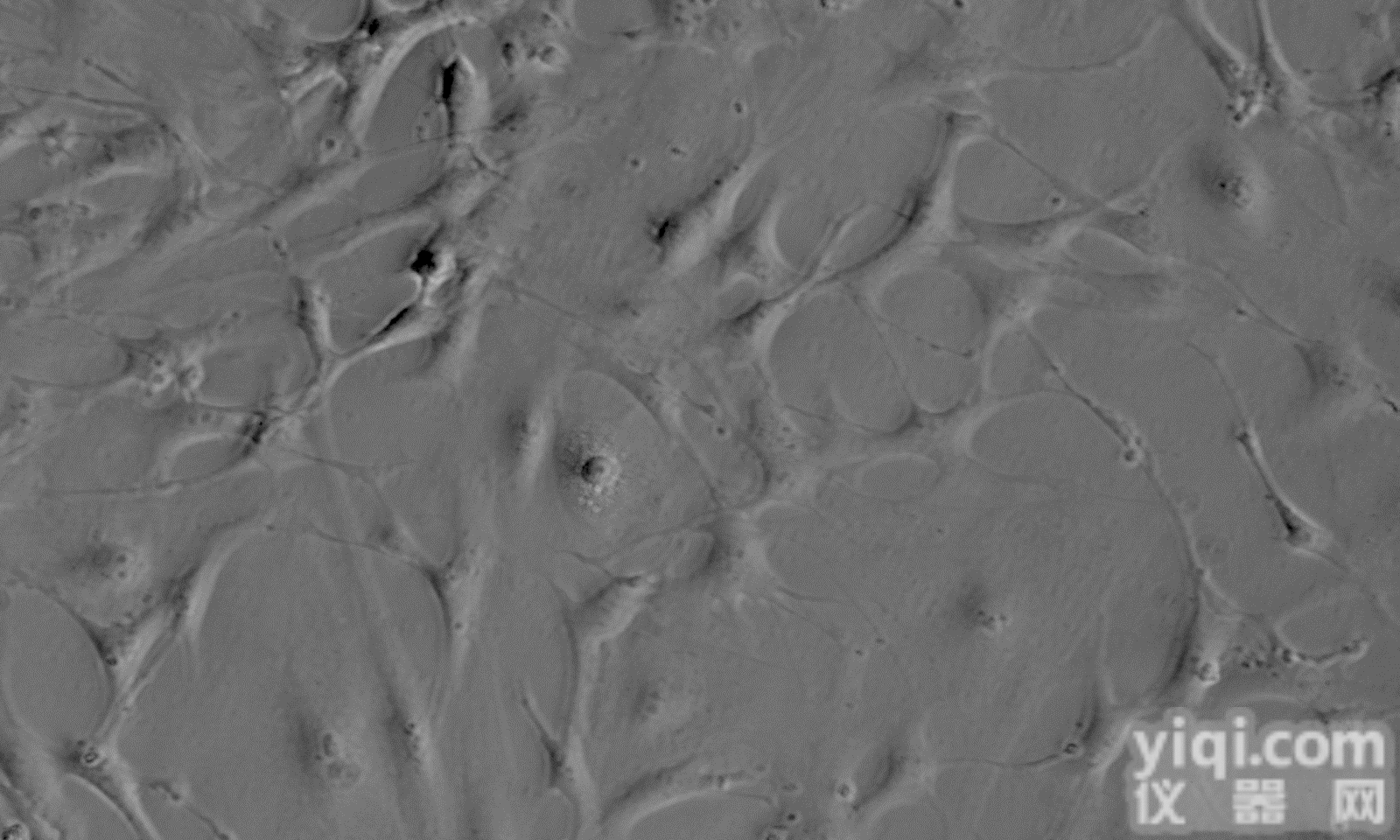 小鼠<em>小脑</em><em>星形</em><em>胶质</em>细胞