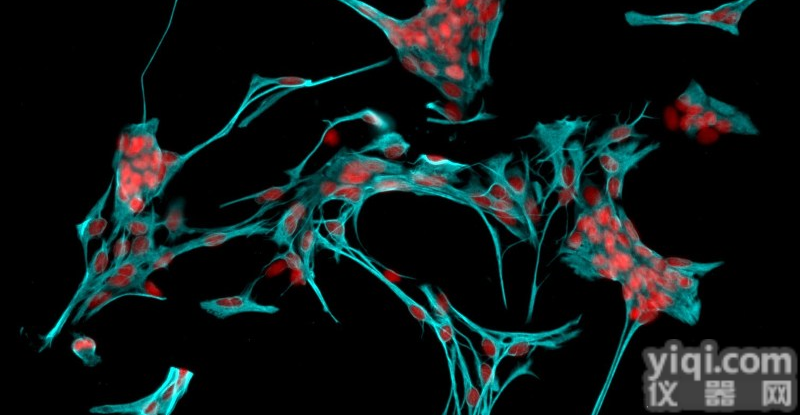 大鼠<em>海马</em>趾<em>星形</em><em>胶质</em>细胞