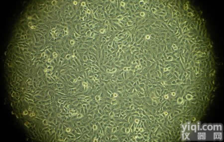 双<em>位点</em>HC-KIT受<em>体细胞</em>,株，DMF7细胞