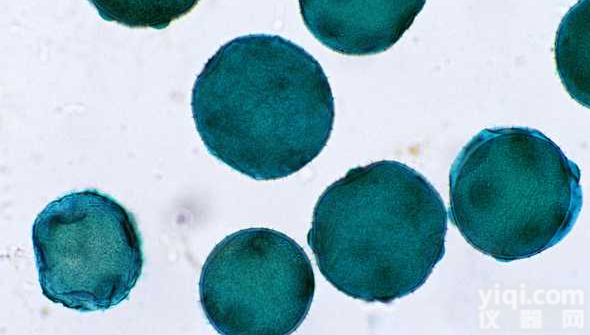 <em>非洲</em>绿猴肾<em>细胞</em>，VERO <em>C1008</em> (E6) <em>细胞</em>