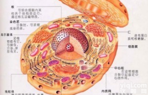 <em>前列腺</em><em>癌细胞</em>,低转移亚系，<em>PC</em>-3M 2B4细胞