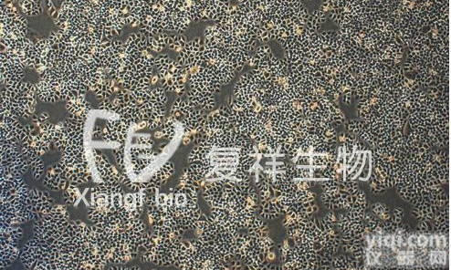 ATCC 19146 <em>缺陷</em><em>短波</em><em>单胞菌</em>